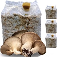 KIT COLTIVAZIONE FUNGHI