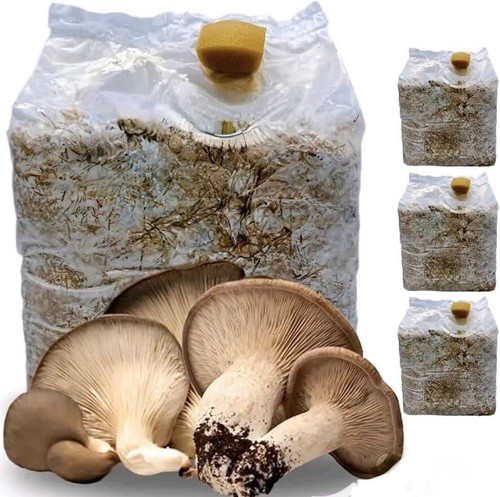 Kit coltivazione funghi - kit,