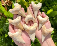 GRANDI fossili di denti di