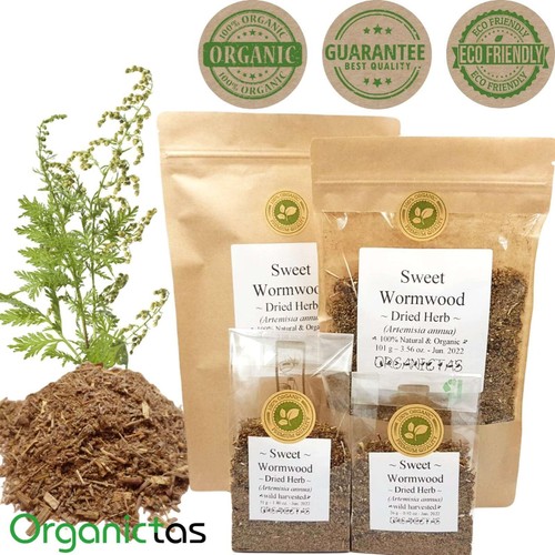 Artemisia annua tea organic - annua,