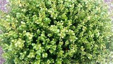 Pianta di Buxus rotondifolia