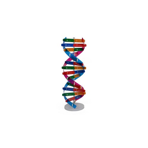 Giocattolo scienza modello - giocattolo, dna