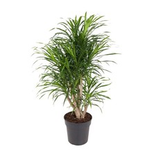 Pianta da ufficio Dracaena