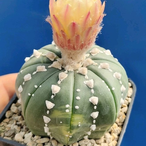 Astrophytum asterias type - asterias, v-type