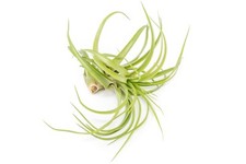 XL Tillandsia Abdita