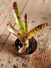 Neoregelia guacamole planta - neoregelia,