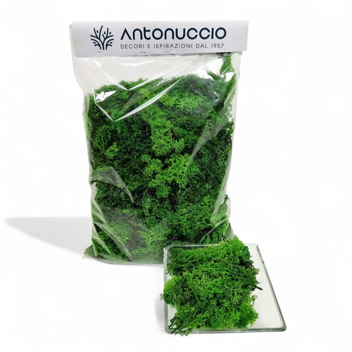 Muschio stabilizzato 500g - stabilizzato,