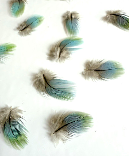 Piume ibride ara blu - ara,
