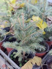 Abete rosso di natale in vaso