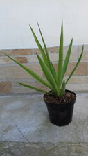 Yucca elephantipes tronchetto