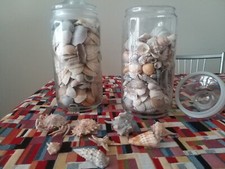 Conchiglie del Mediterraneo