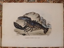litografia 1863 GAMBERO DI