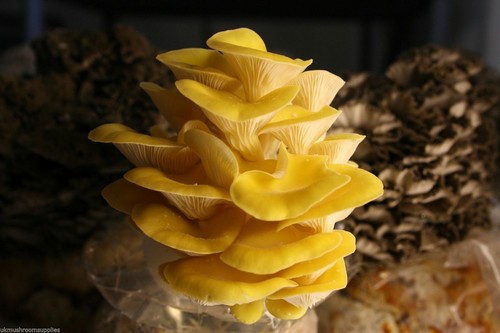 Ostrica dorata ml - ostrica, 10