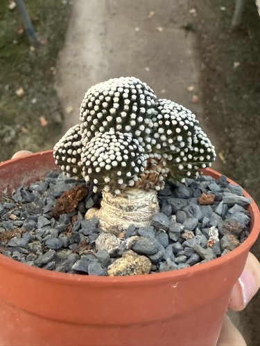 Rare piante giardino - piante, da