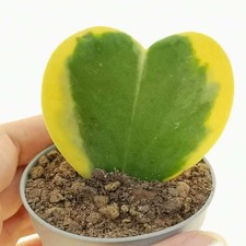 1 PIANTA HOYA KERRII VARIEGATA