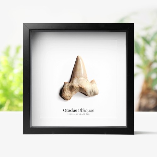 Otodus obliquus shark tooth - otodus,