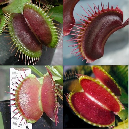 Semi dionaea muscipula - semi,