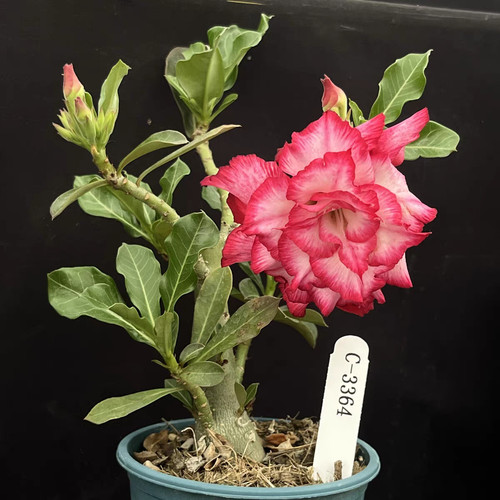 Rara boutique casuale adenium - boutique,