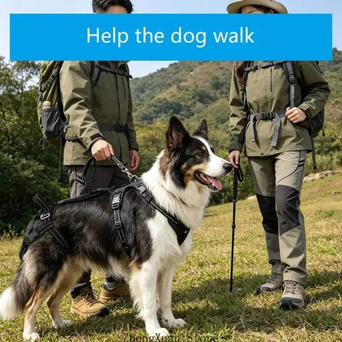 Dog harnesses leashes - set, for