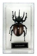 BECKIUS BECCARII - TASSIDERMIA - INSETTO - IN PLASTICA - CON TECA - 12 CM