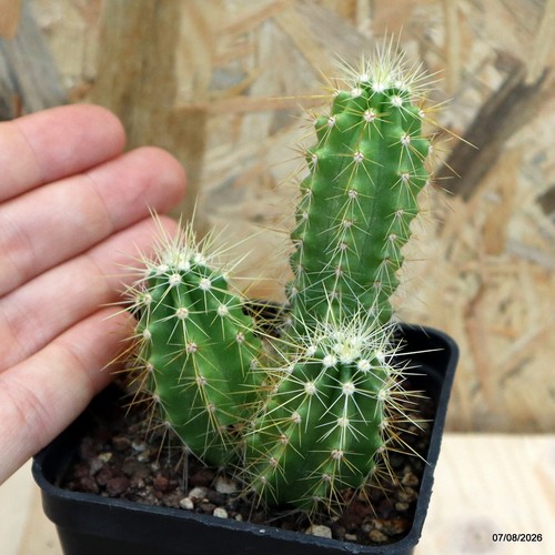 Echinocereus vaso 7 - echinocereus,