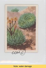 1936 Westminster Sudafrica