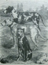 stampa antica RAZZA CANE