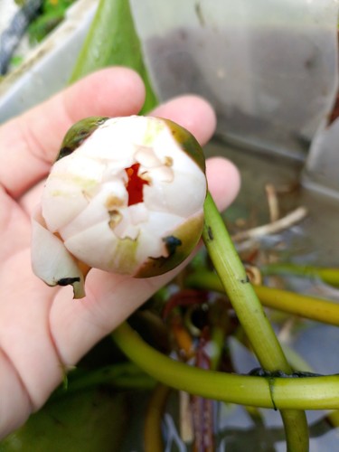 Ninfea fiore rosa bianco - ninfea, e