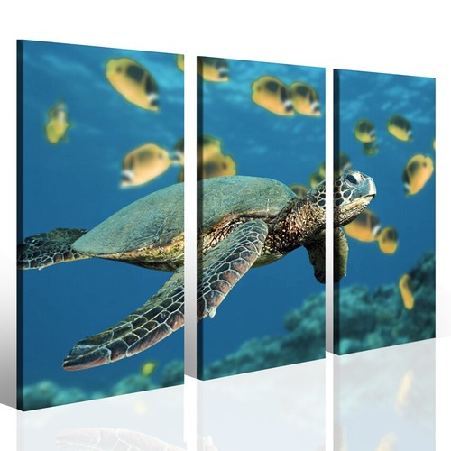 Quadro tartaruga marina turtle - marina,
