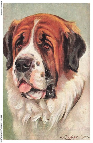 Bcdp3 0197 animaux cane san - -,