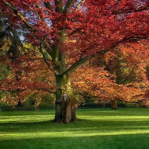 Quercus rubra quercia rossa - quercus,
