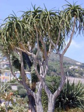 Aloe GIGANTE Barberae /