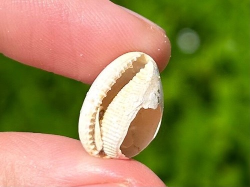 Francia gastropode fossile