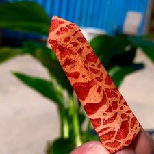 Campioni minerali marini 10G