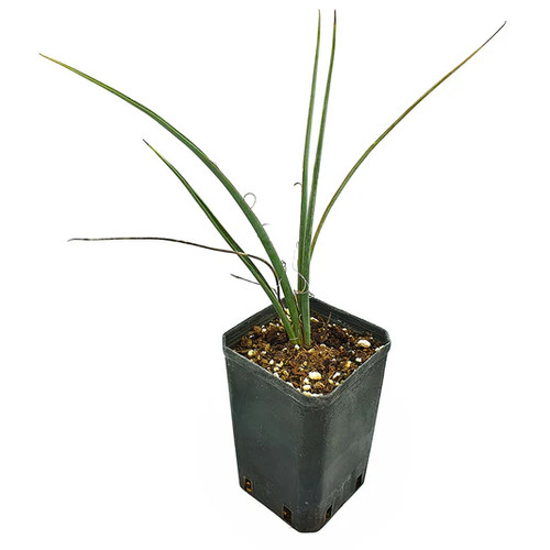 Dasylirion cedrosanum - , –