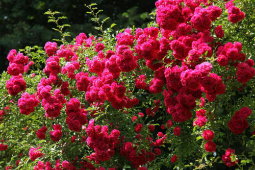 Semi rosa rampicante - di,