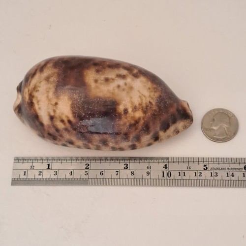 Conchiglia cypraea - conchiglia,