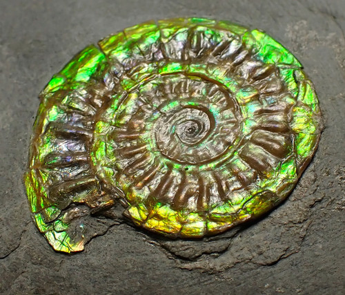 Green iridescent caloceras - green,