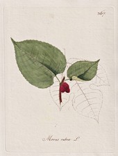 Rossi Gelso Red Gelso Albero