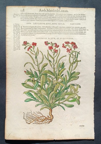 Stampa antica 1565 pietro