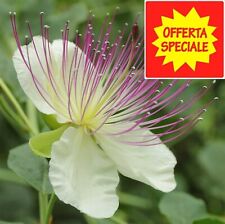 200-2000 Semi Capparis spinosa