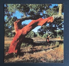 Italia - Sardegna, alberi da