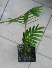 1 Dioone SPINULOSUM 1 pianta