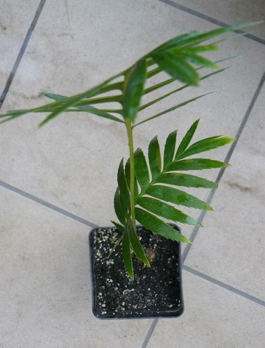 Dioone spinulosum pianta - 1,
