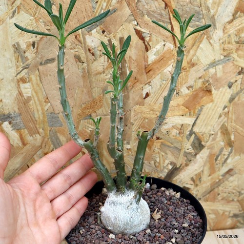 Pachypodium bispinosum vaso - bispinosum, 14