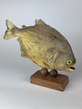Piranha essiccato imbalsamato - piranha,
