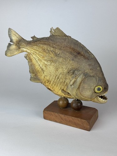 Piranha essiccato imbalsamato - essiccato,