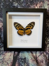 Giant Orange Tiger Butterfly (Papilio zagreus) Entomology shadow frame Taxidermy
