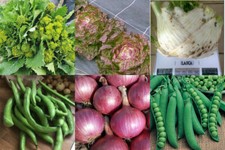 300 SEMI PIANTE DA GIARDINO INVERNALI, CIME DI RAPA LATTUGA FINOCCHIETTO CIPOLLE