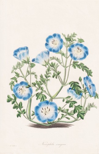 Nemophila insignis nord - nemophila,